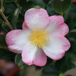 Camellia Versicolor
